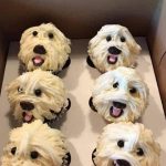 Cute Puppy Cupcakes Recipe Image